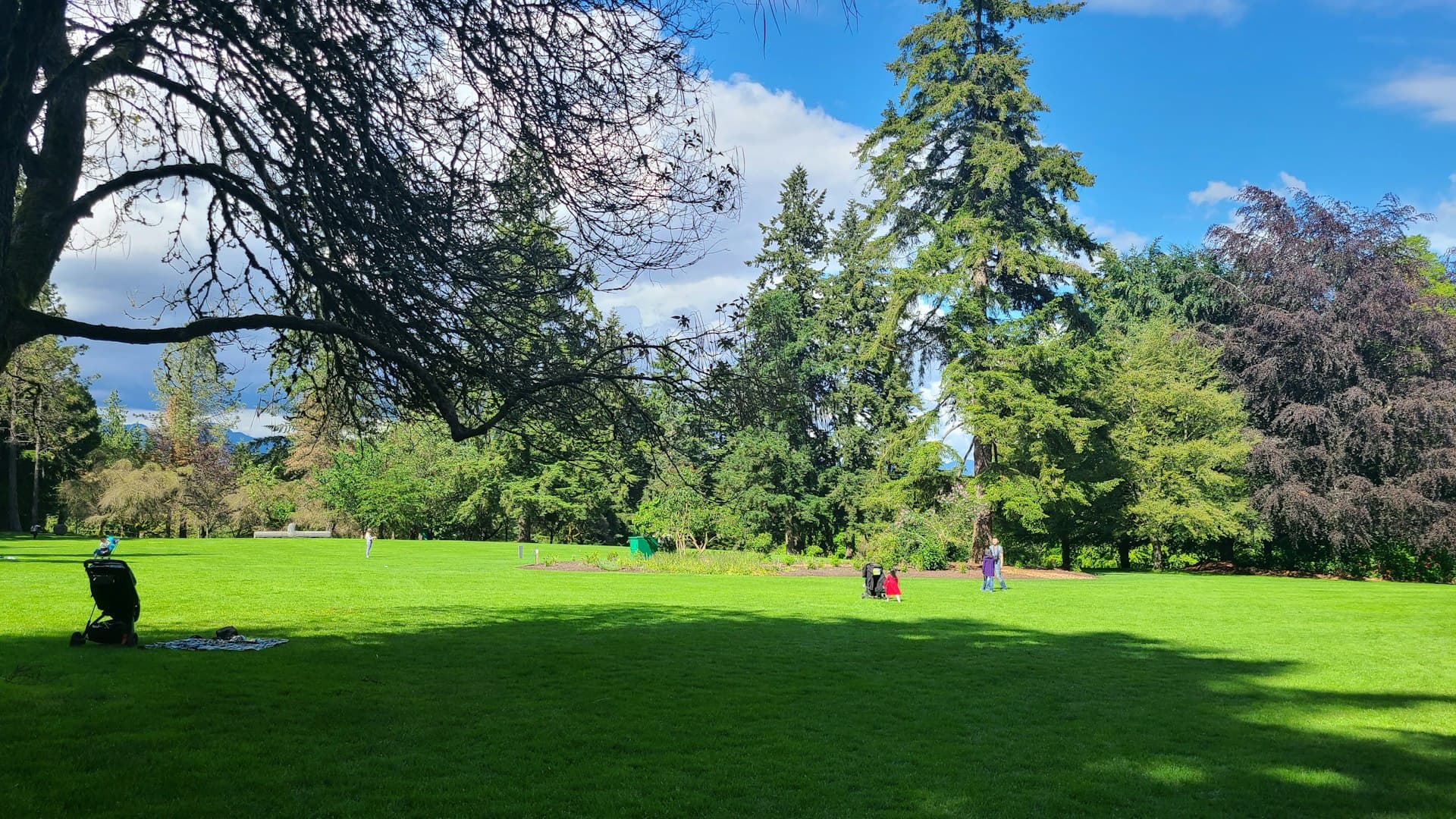 Sunny park with green grass and trees — a perfect Field Day site
